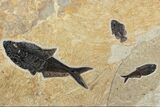 Green River Fossil Fish Mural With Diplomystus & Cockerellites #211225-2